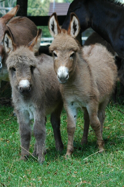 Best Buddies, Clovercrest Sweet Carlotta and Clovercrest Starlet